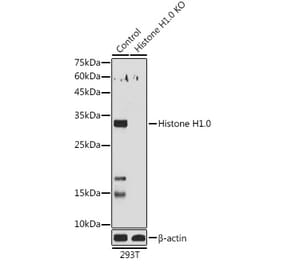 Western Blot - Anti-Histone H1.0 Antibody (A14423) - Antibodies.com