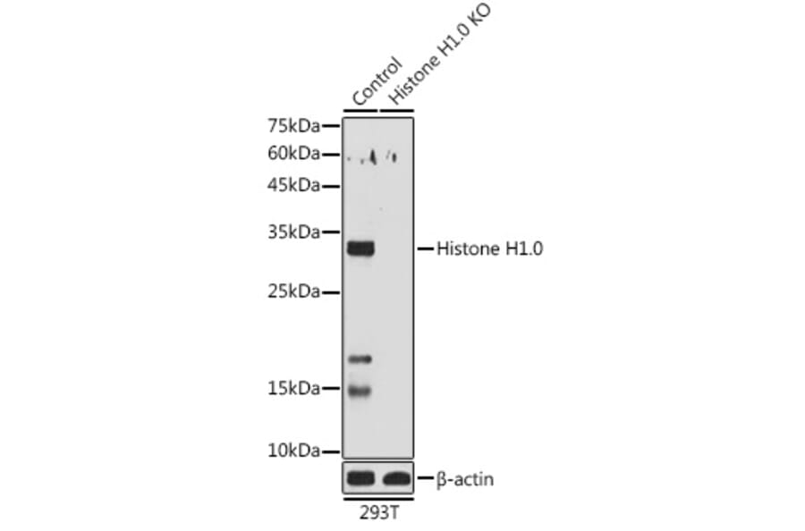Western Blot - Anti-Histone H1.0 Antibody (A14423) - Antibodies.com