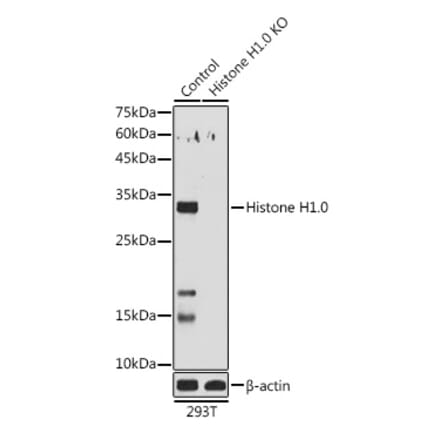 Western Blot - Anti-Histone H1.0 Antibody (A14423) - Antibodies.com