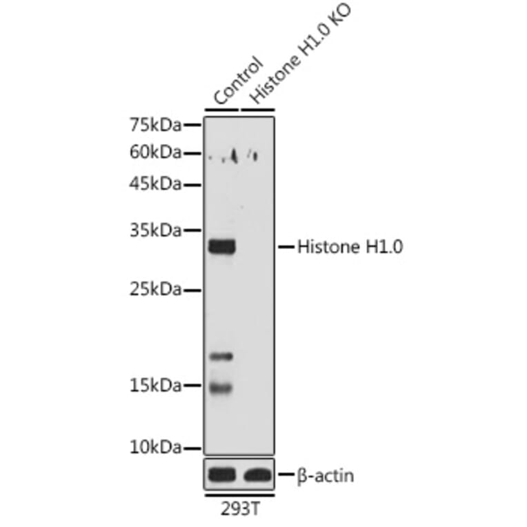 Western Blot - Anti-Histone H1.0 Antibody (A14423) - Antibodies.com