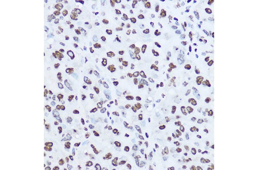 Immunohistochemistry - Anti-Histone H1.0 Antibody (A14423) - Antibodies.com