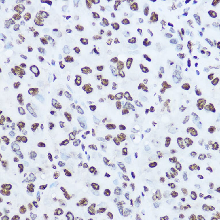 Immunohistochemistry - Anti-Histone H1.0 Antibody (A14423) - Antibodies.com