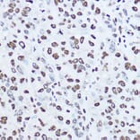 Immunohistochemistry - Anti-Histone H1.0 Antibody (A14423) - Antibodies.com