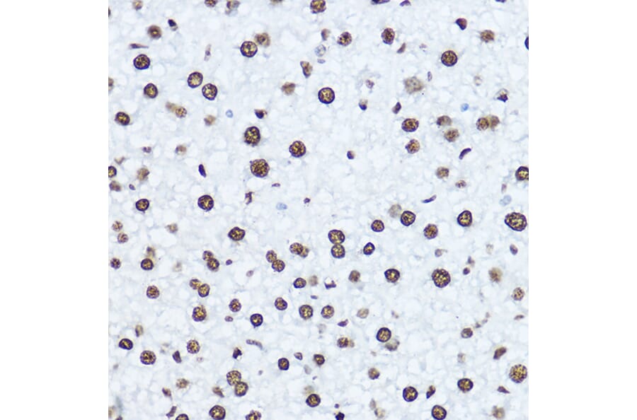 Immunohistochemistry - Anti-Histone H1.0 Antibody (A14423) - Antibodies.com