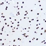 Immunohistochemistry - Anti-Histone H1.0 Antibody (A14423) - Antibodies.com