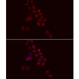 Immunofluorescence - Anti-Histone H1.0 Antibody (A14423) - Antibodies.com