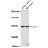 Western Blot - Anti-KIF5A Antibody (A14424) - Antibodies.com