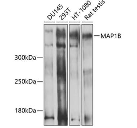 Western Blot - Anti-MAP1B Antibody (A14425) - Antibodies.com