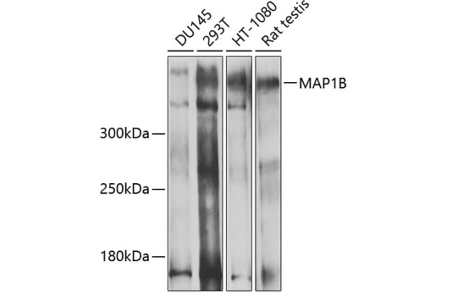 Western Blot - Anti-MAP1B Antibody (A14425) - Antibodies.com