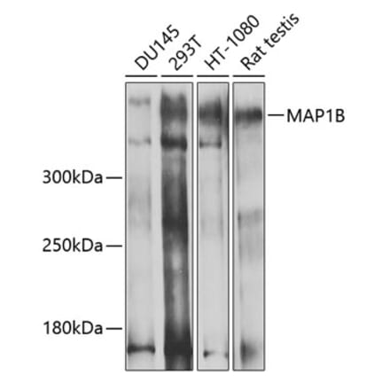 Western Blot - Anti-MAP1B Antibody (A14425) - Antibodies.com