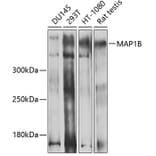 Western Blot - Anti-MAP1B Antibody (A14425) - Antibodies.com