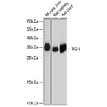 Western Blot - Anti-SMP30 Antibody (A14430) - Antibodies.com