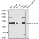 Western Blot - Anti-Cyclin B2/CCNB2 Antibody (A14431) - Antibodies.com