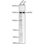 Western Blot - Anti-LRPPRC/GP130 Antibody (A14432) - Antibodies.com