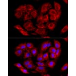 Immunofluorescence - Anti-LRPPRC/GP130 Antibody (A14432) - Antibodies.com