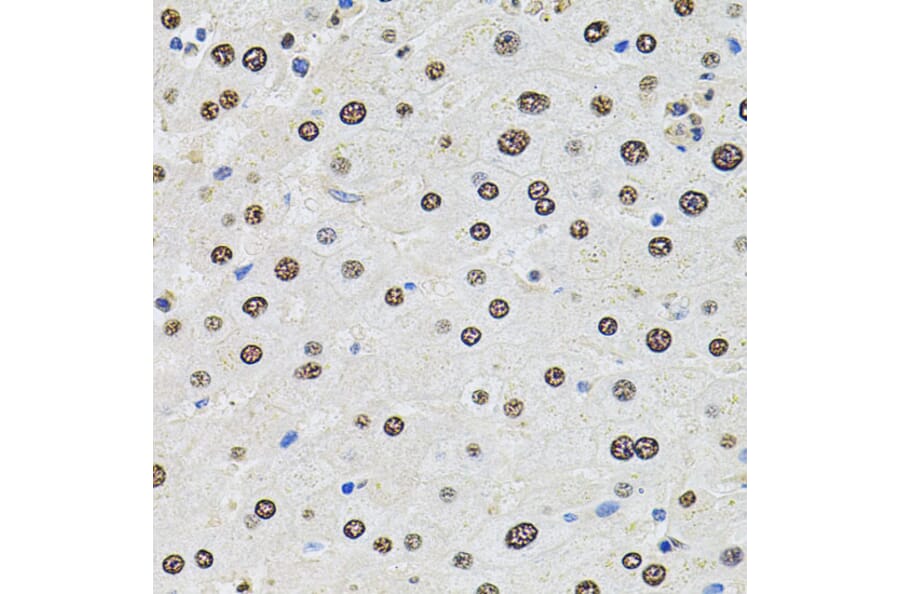 Immunohistochemistry - Anti-SR140 Antibody (A14434) - Antibodies.com