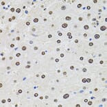 Immunohistochemistry - Anti-SR140 Antibody (A14434) - Antibodies.com