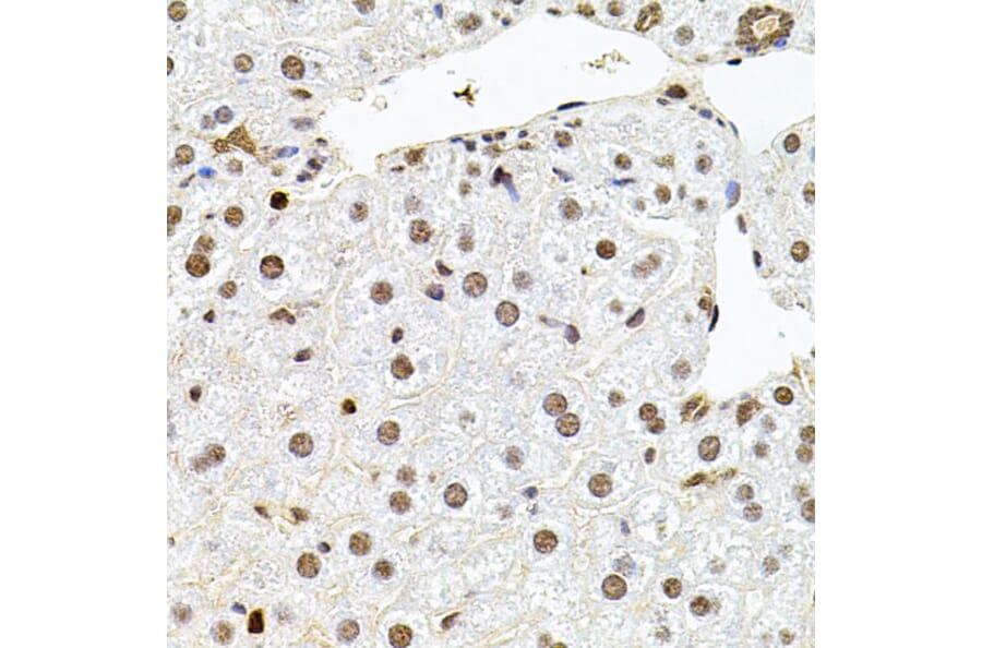 Immunohistochemistry - Anti-SR140 Antibody (A14434) - Antibodies.com