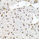 Immunohistochemistry - Anti-SR140 Antibody (A14434) - Antibodies.com
