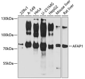 Western Blot - Anti-AFAP Antibody (A14437) - Antibodies.com