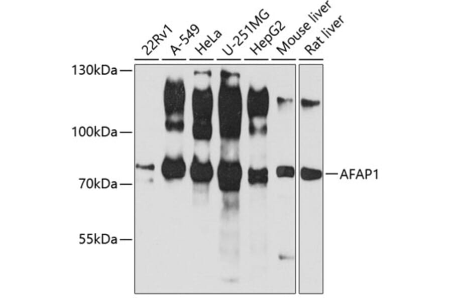 Western Blot - Anti-AFAP Antibody (A14437) - Antibodies.com