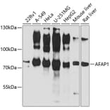 Western Blot - Anti-AFAP Antibody (A14437) - Antibodies.com