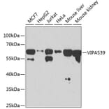 Western Blot - Anti-C14orf133 Antibody (A14438) - Antibodies.com