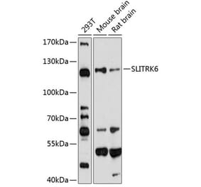 Western Blot - Anti-SLITRK6 Antibody (A14439) - Antibodies.com