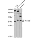 Western Blot - Anti-RNF212 Antibody (A3569) - Antibodies.com