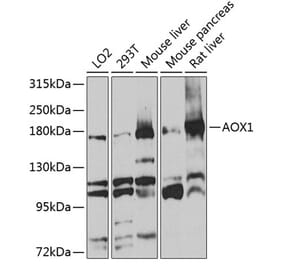 Western Blot - Anti-Aldehyde Oxidase Antibody (A14441) - Antibodies.com