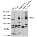 Western Blot - Anti-Aldehyde Oxidase Antibody (A14441) - Antibodies.com