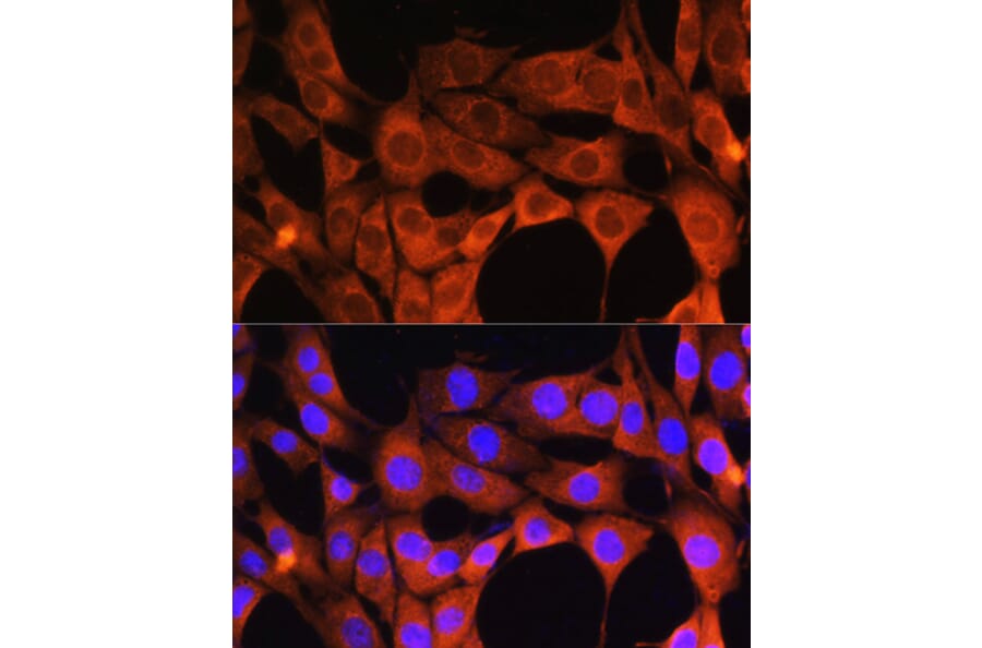 Immunofluorescence - Anti-Aldehyde Oxidase Antibody (A14441) - Antibodies.com