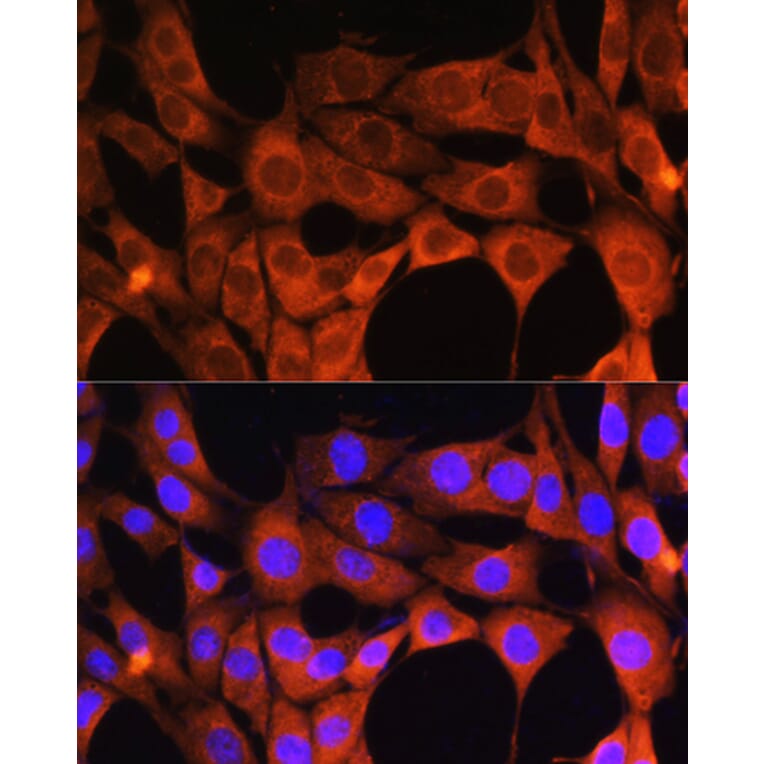 Immunofluorescence - Anti-Aldehyde Oxidase Antibody (A14441) - Antibodies.com