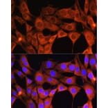 Immunofluorescence - Anti-Aldehyde Oxidase Antibody (A14441) - Antibodies.com