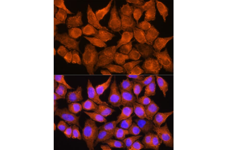 Immunofluorescence - Anti-Aldehyde Oxidase Antibody (A14441) - Antibodies.com