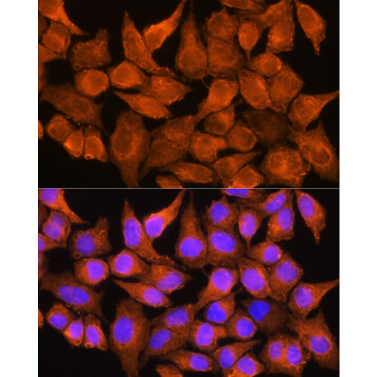 Immunofluorescence - Anti-Aldehyde Oxidase Antibody (A14441) - Antibodies.com