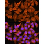 Immunofluorescence - Anti-Aldehyde Oxidase Antibody (A14441) - Antibodies.com