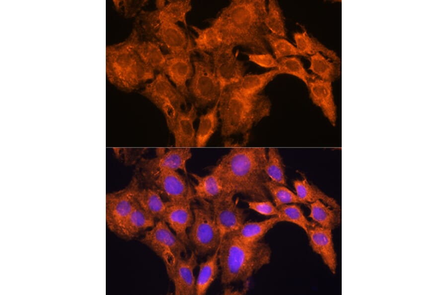 Immunofluorescence - Anti-Aldehyde Oxidase Antibody (A14441) - Antibodies.com