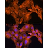 Immunofluorescence - Anti-Aldehyde Oxidase Antibody (A14441) - Antibodies.com