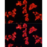 Immunofluorescence - Anti-RhoGAP Antibody (A14442) - Antibodies.com