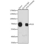 Immunoprecipitation - Anti-PLS3 Antibody (A14445) - Antibodies.com