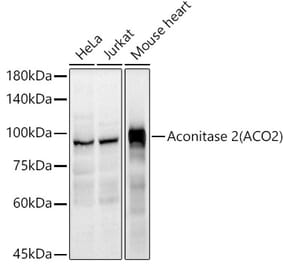 Western Blot - Anti-Aconitase 2 Antibody (A14448) - Antibodies.com