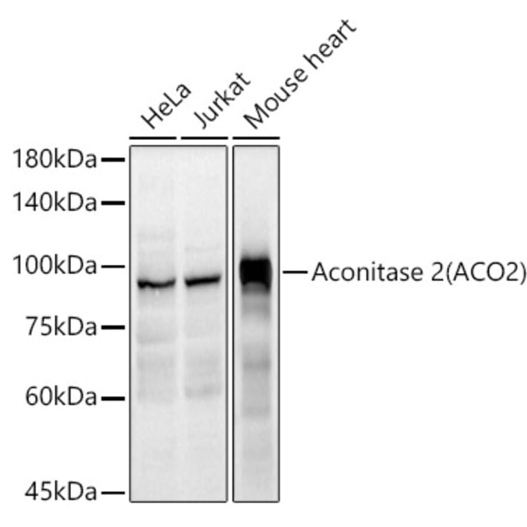 Western Blot - Anti-Aconitase 2 Antibody (A14448) - Antibodies.com