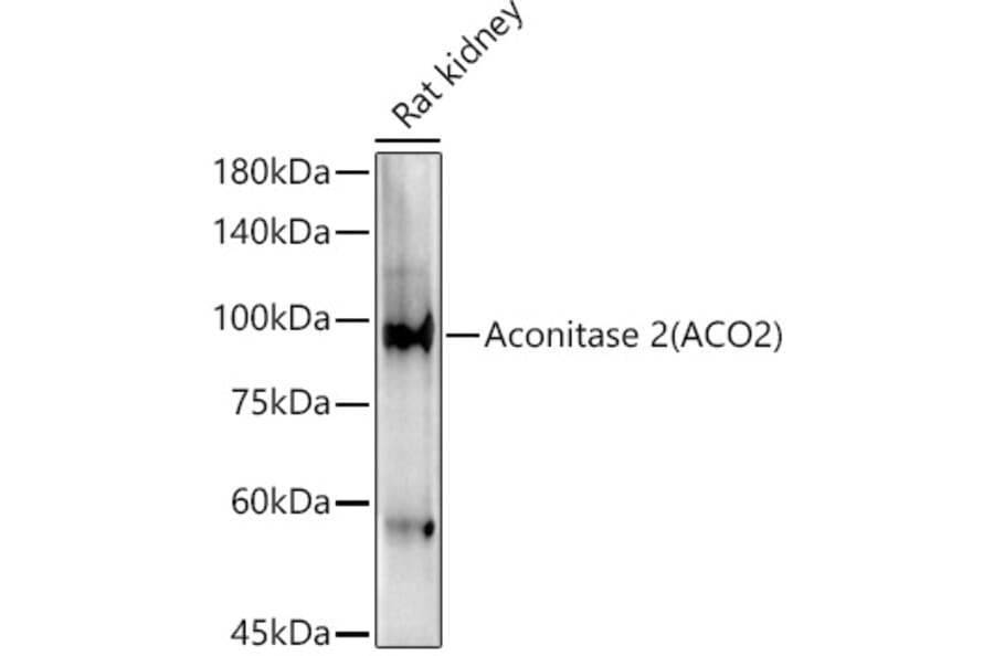 Western Blot - Anti-Aconitase 2 Antibody (A14448) - Antibodies.com