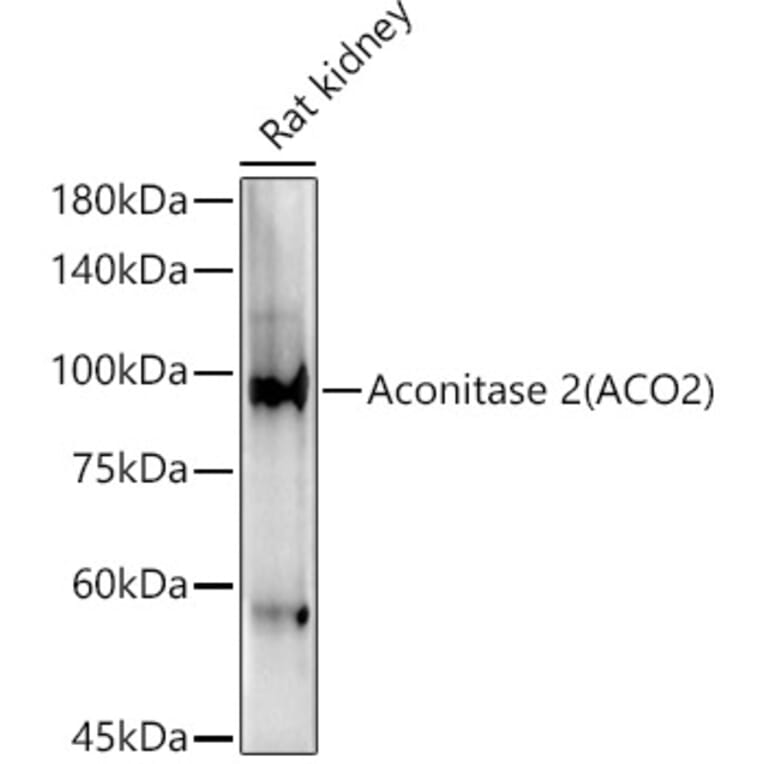 Western Blot - Anti-Aconitase 2 Antibody (A14448) - Antibodies.com