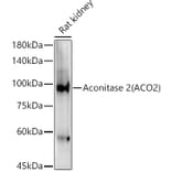 Western Blot - Anti-Aconitase 2 Antibody (A14448) - Antibodies.com