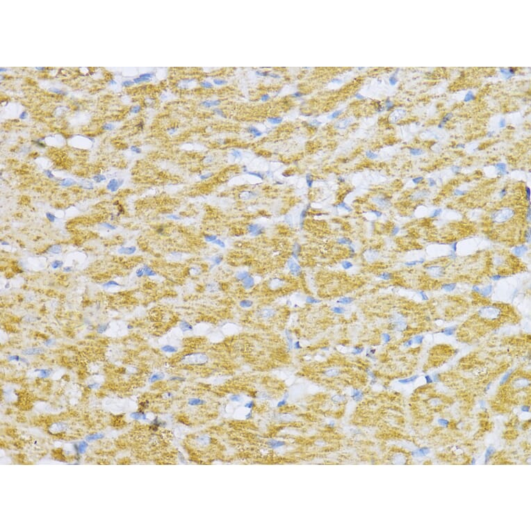 Immunohistochemistry - Anti-Aconitase 2 Antibody (A14448) - Antibodies.com