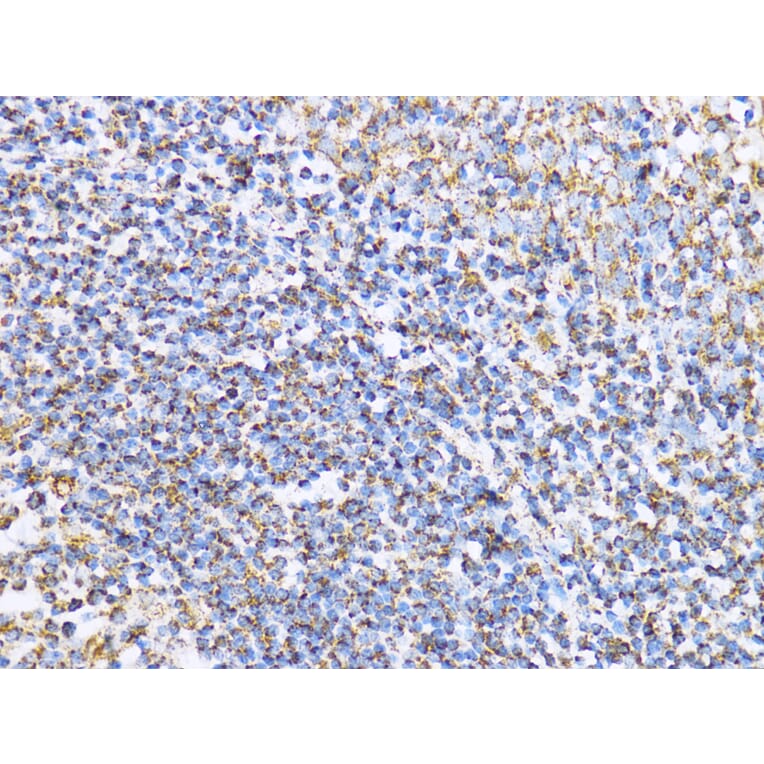 Immunohistochemistry - Anti-Aconitase 2 Antibody (A14448) - Antibodies.com