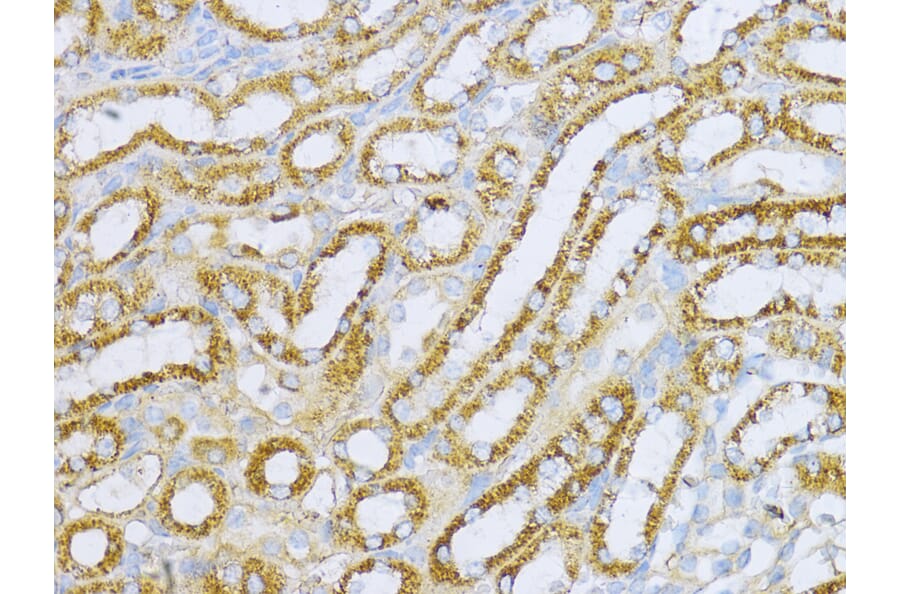 Immunohistochemistry - Anti-Aconitase 2 Antibody (A14448) - Antibodies.com