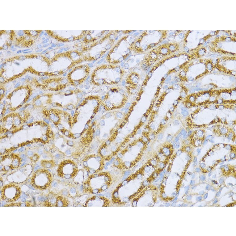 Immunohistochemistry - Anti-Aconitase 2 Antibody (A14448) - Antibodies.com